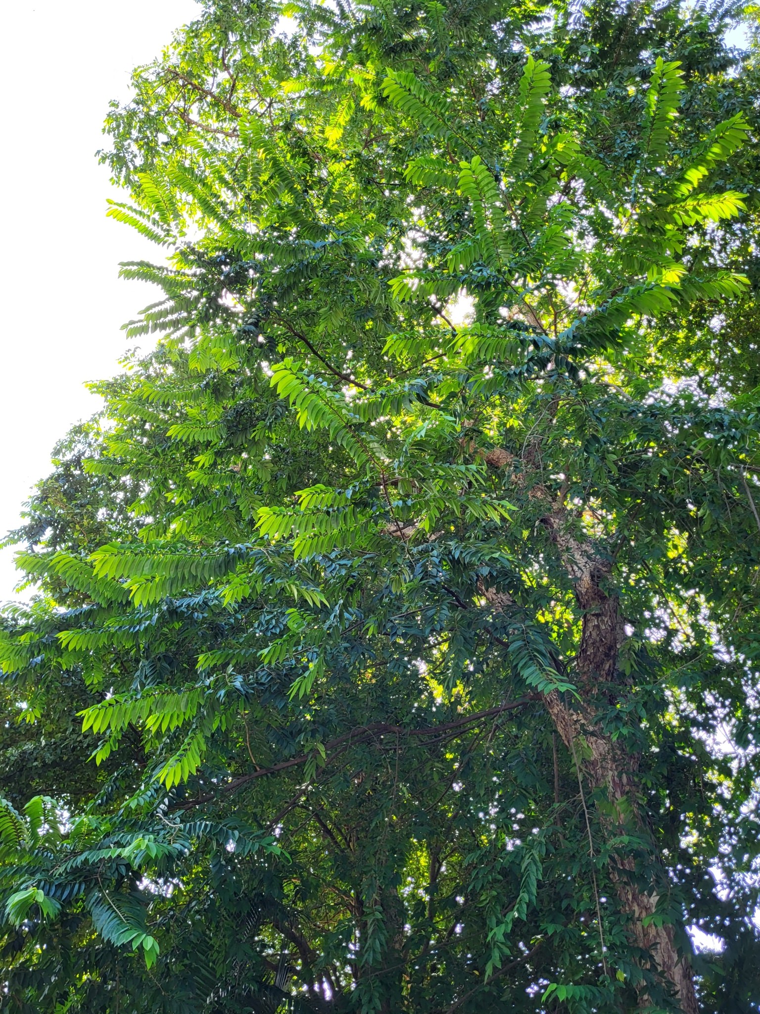 Margaritaria nobilis